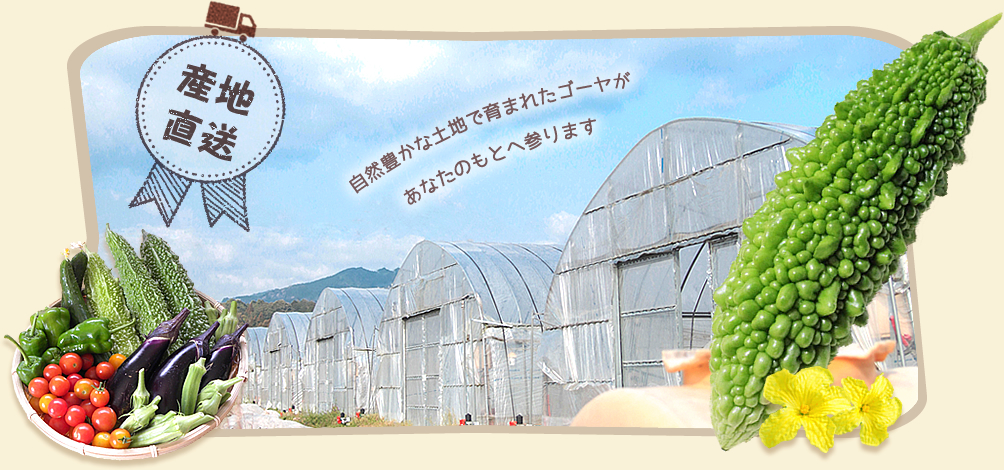 産地直送 自然豊かな土地で育まれたゴーヤがあなたのもとへ参ります。